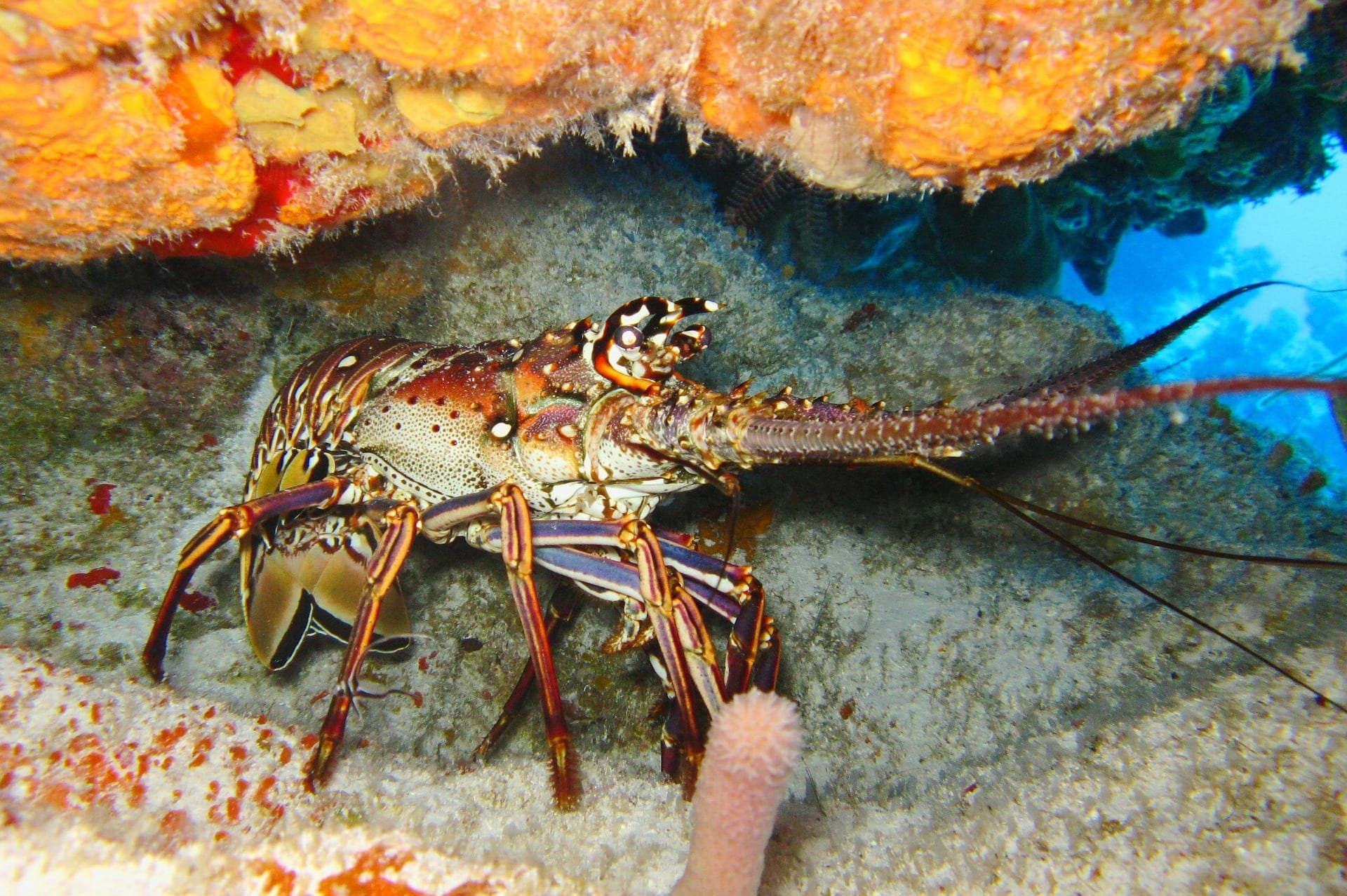 18 Luxurious Facts about Lobsters Fact City