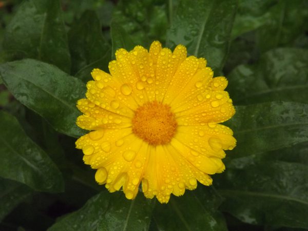 calendula