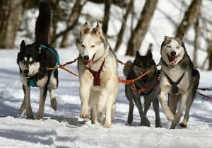 Huskies running in the snow