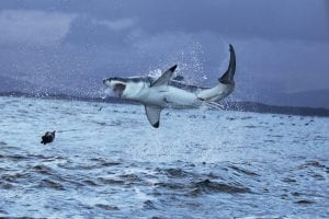 Great White Shark, Breaching