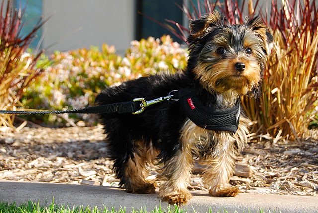 Yorkshire Terrier puppy