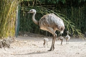 interesting facts about emus