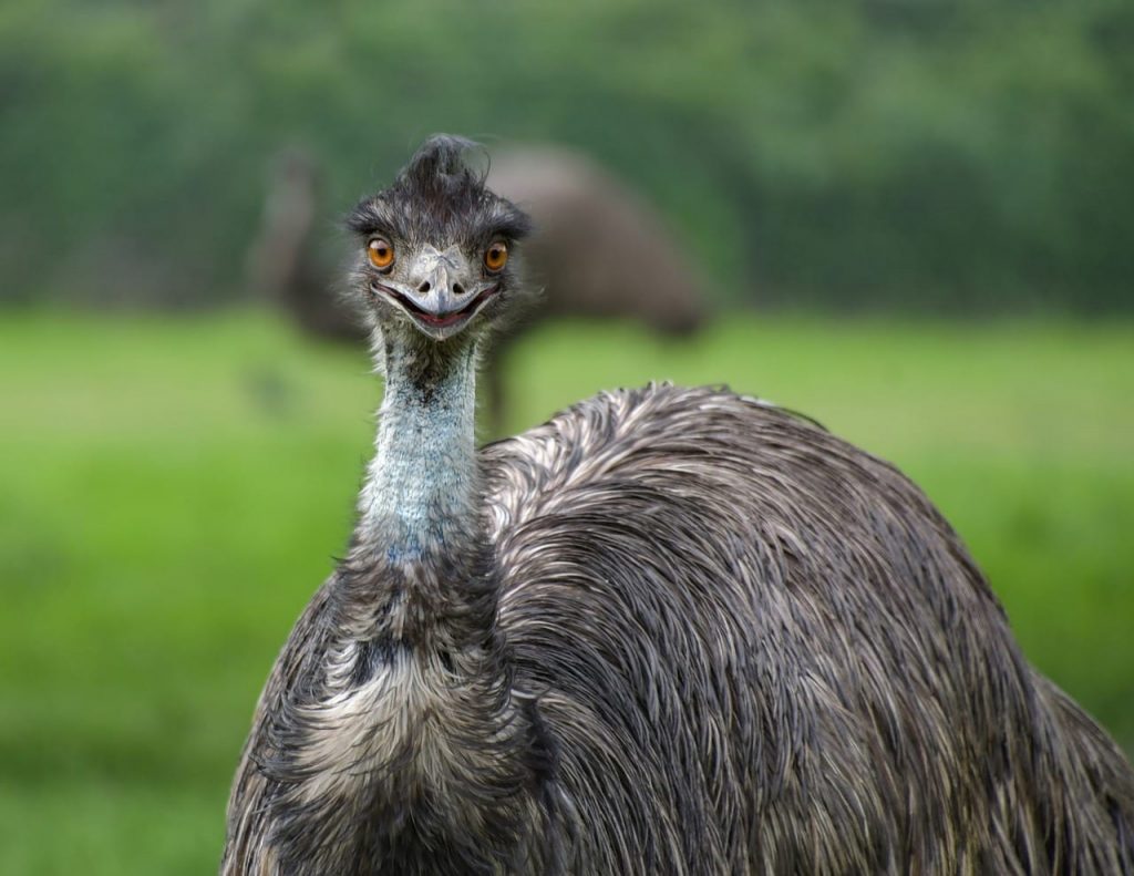 interesting facts about emus