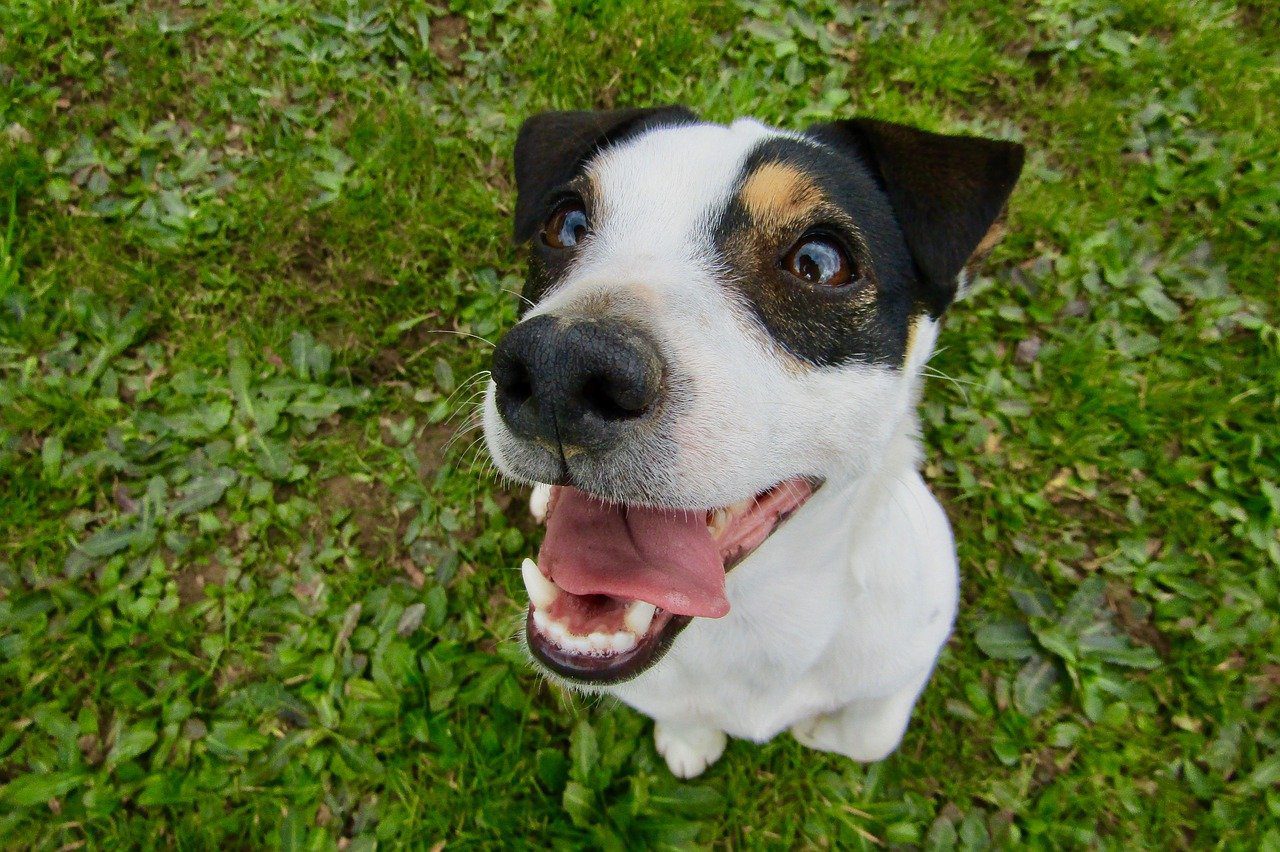 how do you stop a jack russell from shedding