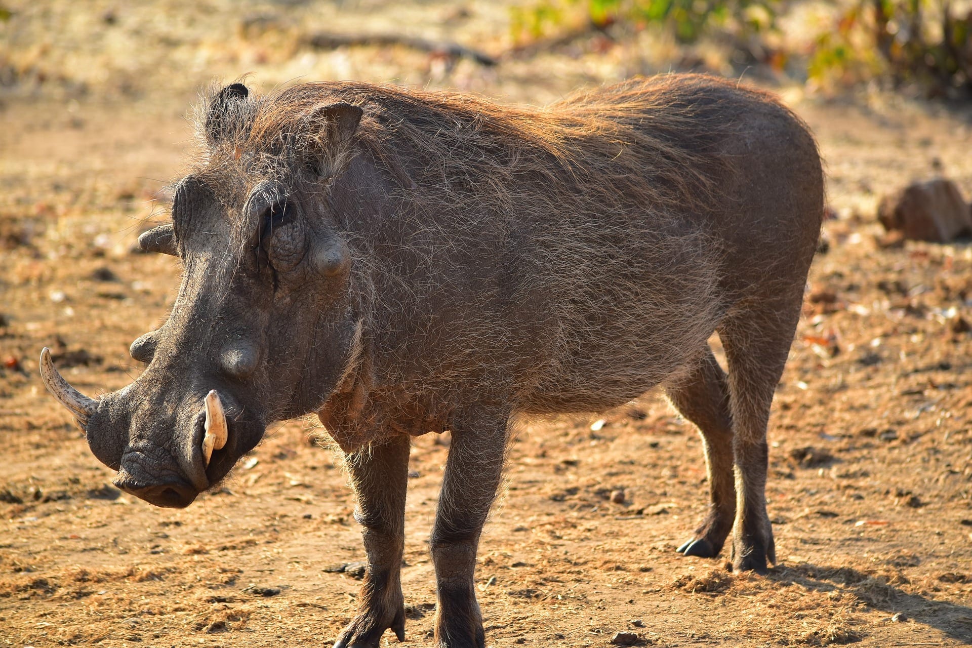 25 Wonderful Facts About Warthogs - Fact City