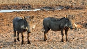 Facts about Warthogs