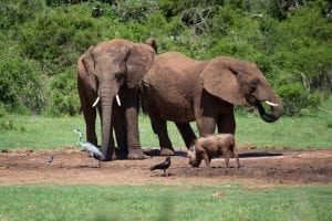 A warthog next to two elephants, showing them to scale