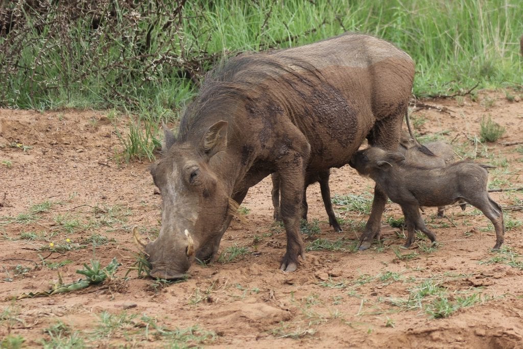 35 Wonderful Facts About Warthogs - Fact City