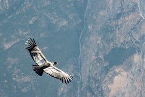 A Condor on the wing in the Andes, Peru