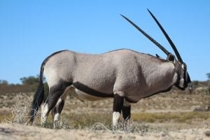 Fun facts about the Kalahari