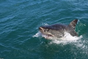 Great white shark above the surface
