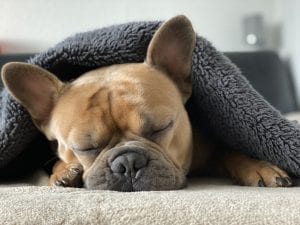 facts about French Bulldogs