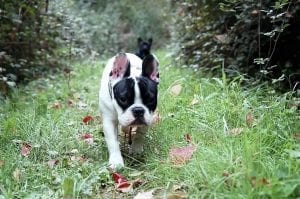 facts about French Bulldogs