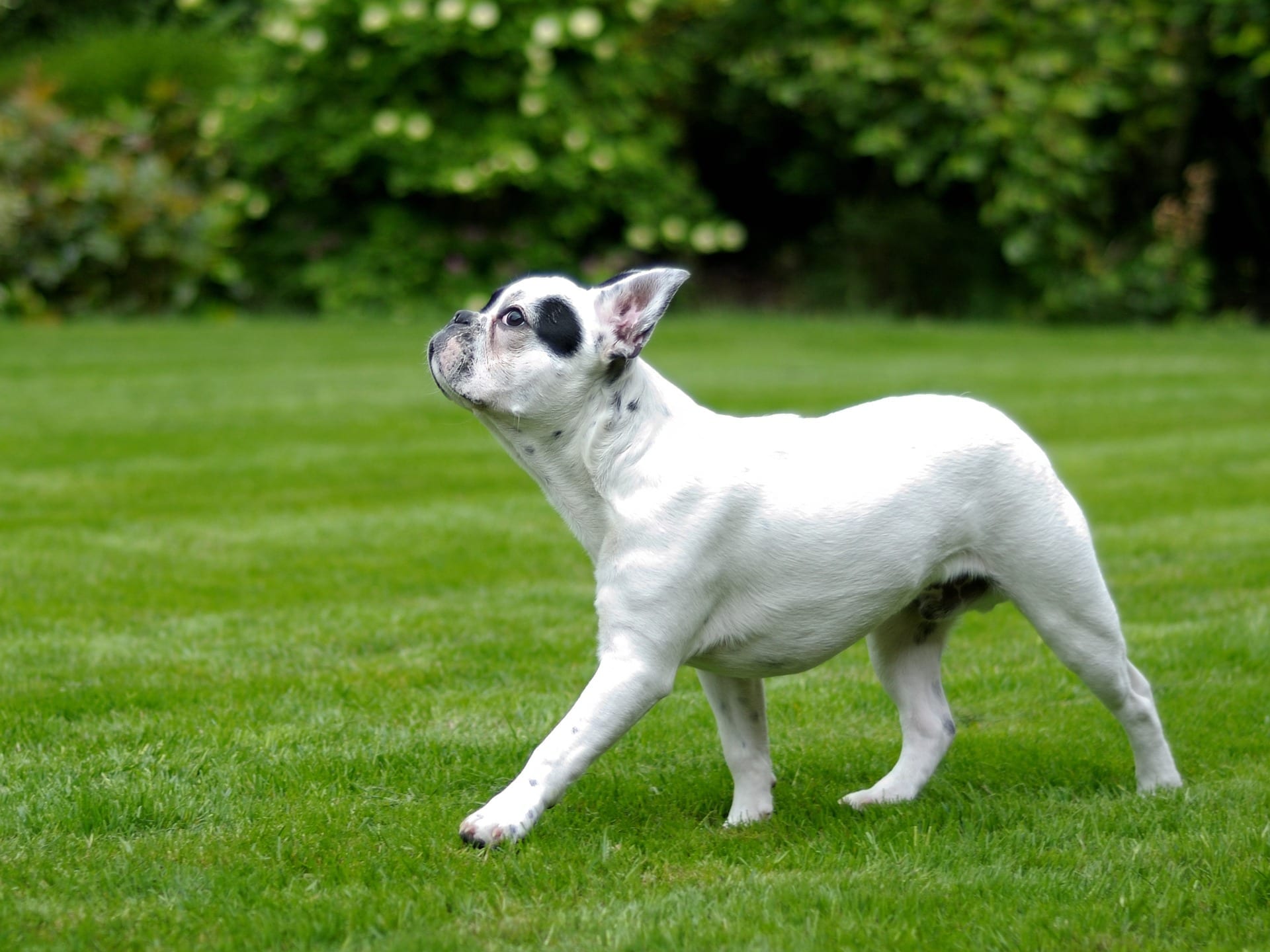 white french bulldog