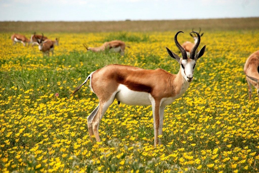 facts about antelope