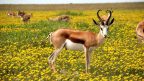 facts about antelope