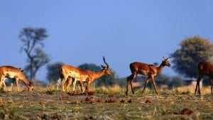 facts about antelopes