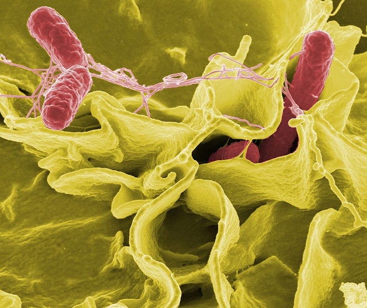 facts about bacteria