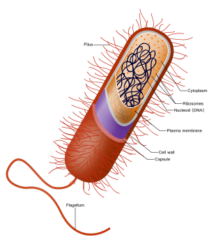 facts about bacteria