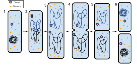 facts about bacteria