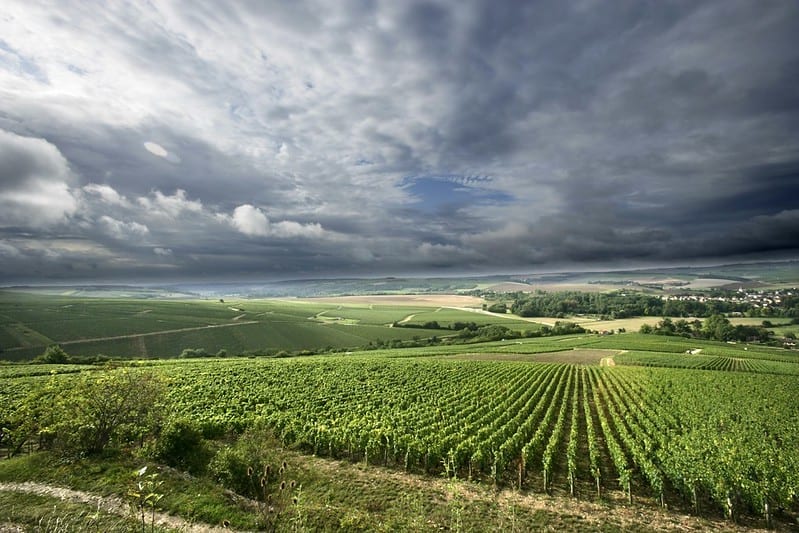 Vineyards in Burgundy, France