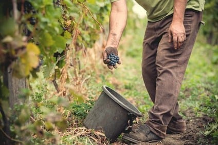 Picking grapes to make wine with