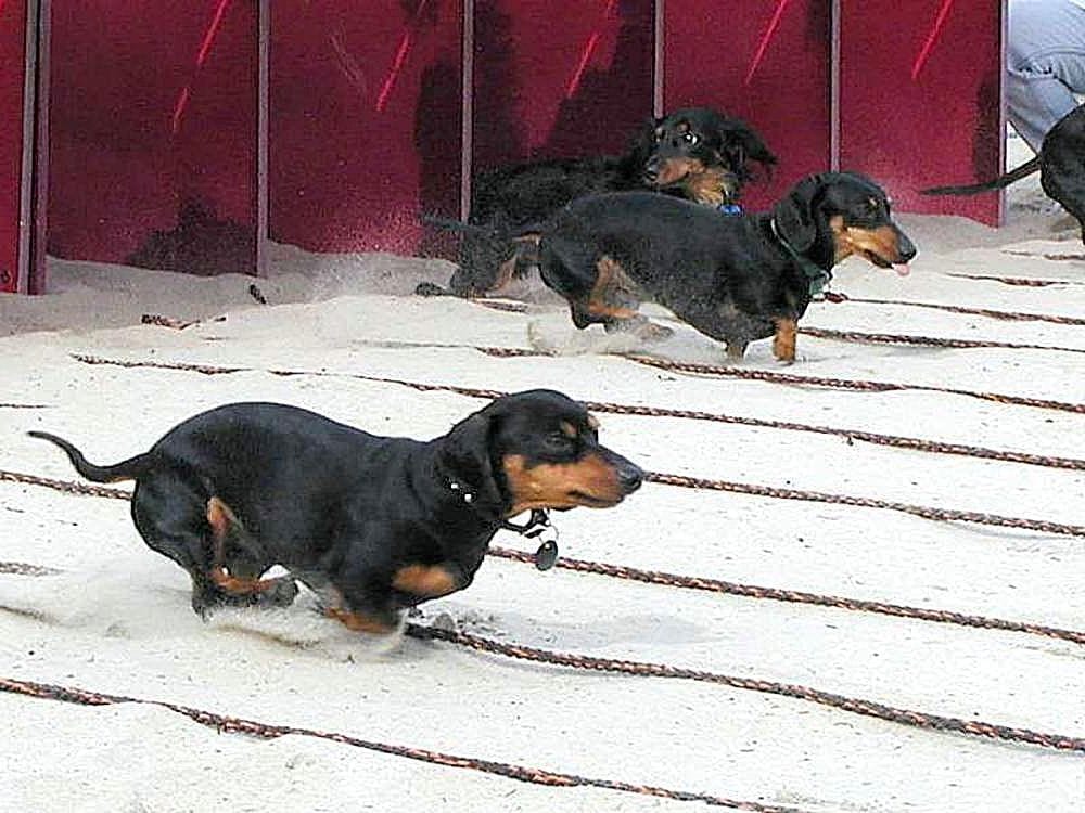 facts about dachshunds