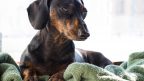 facts about dachshunds