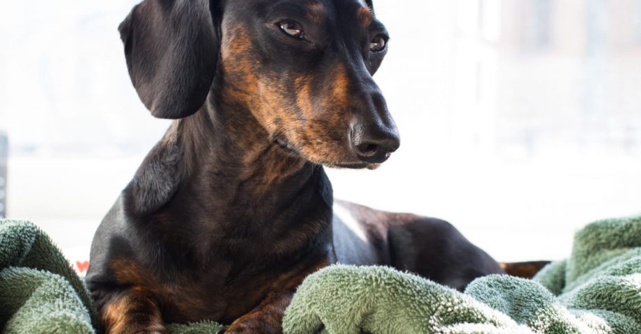facts about dachshunds