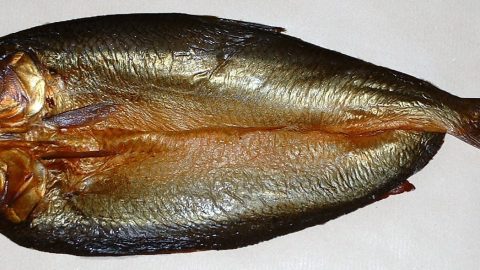 facts about herrings
