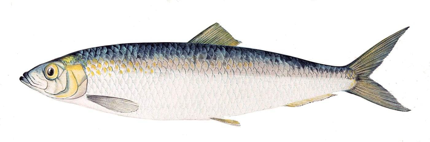 an illustration of The Atlantic herring, Clupea harengus