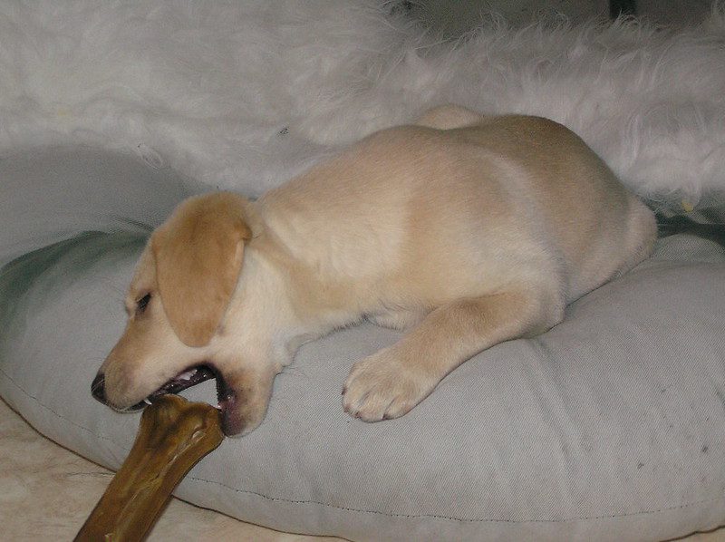 labrador puppy eating