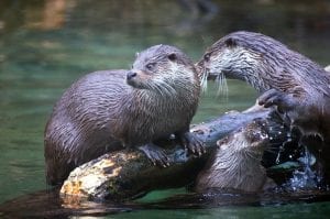 facts about otters