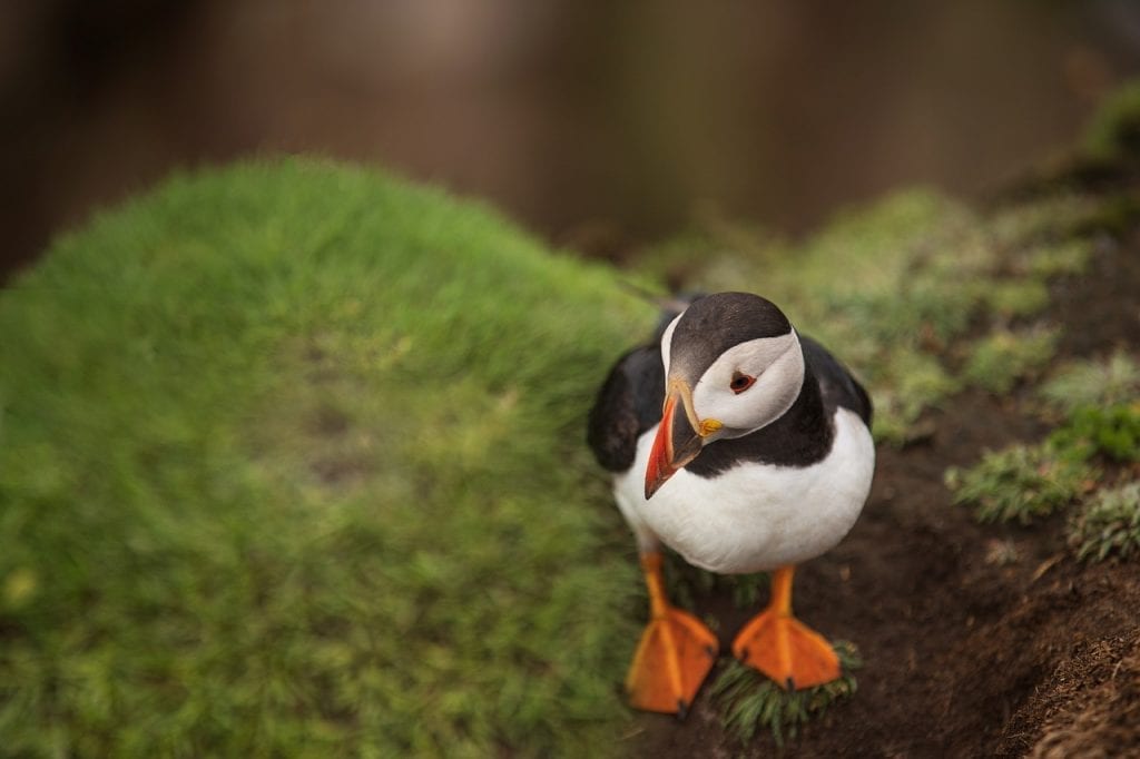 15 Perfect Facts about Puffins Fact City