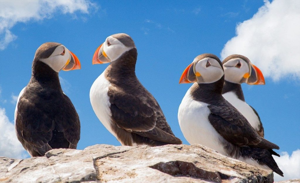 facts about puffins