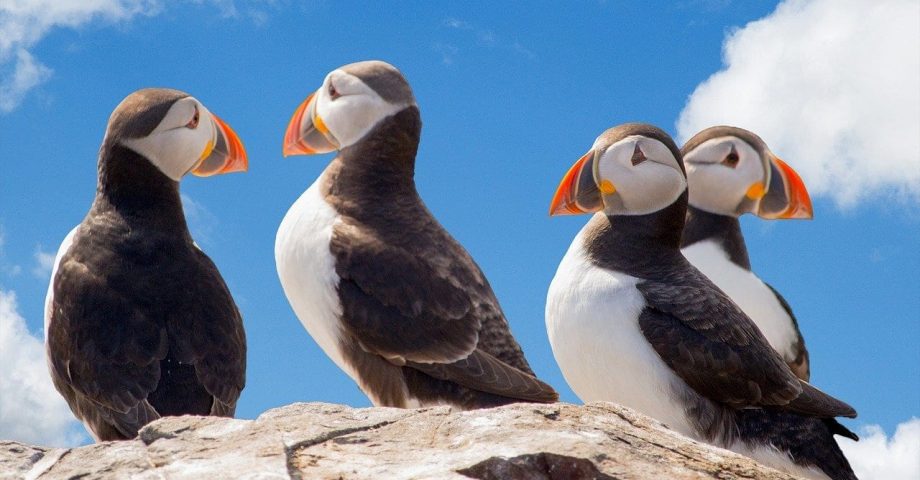 facts about puffins