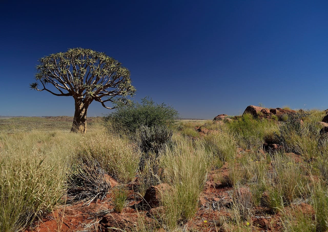 10-cracking-facts-about-the-kalahari-desert-fact-city