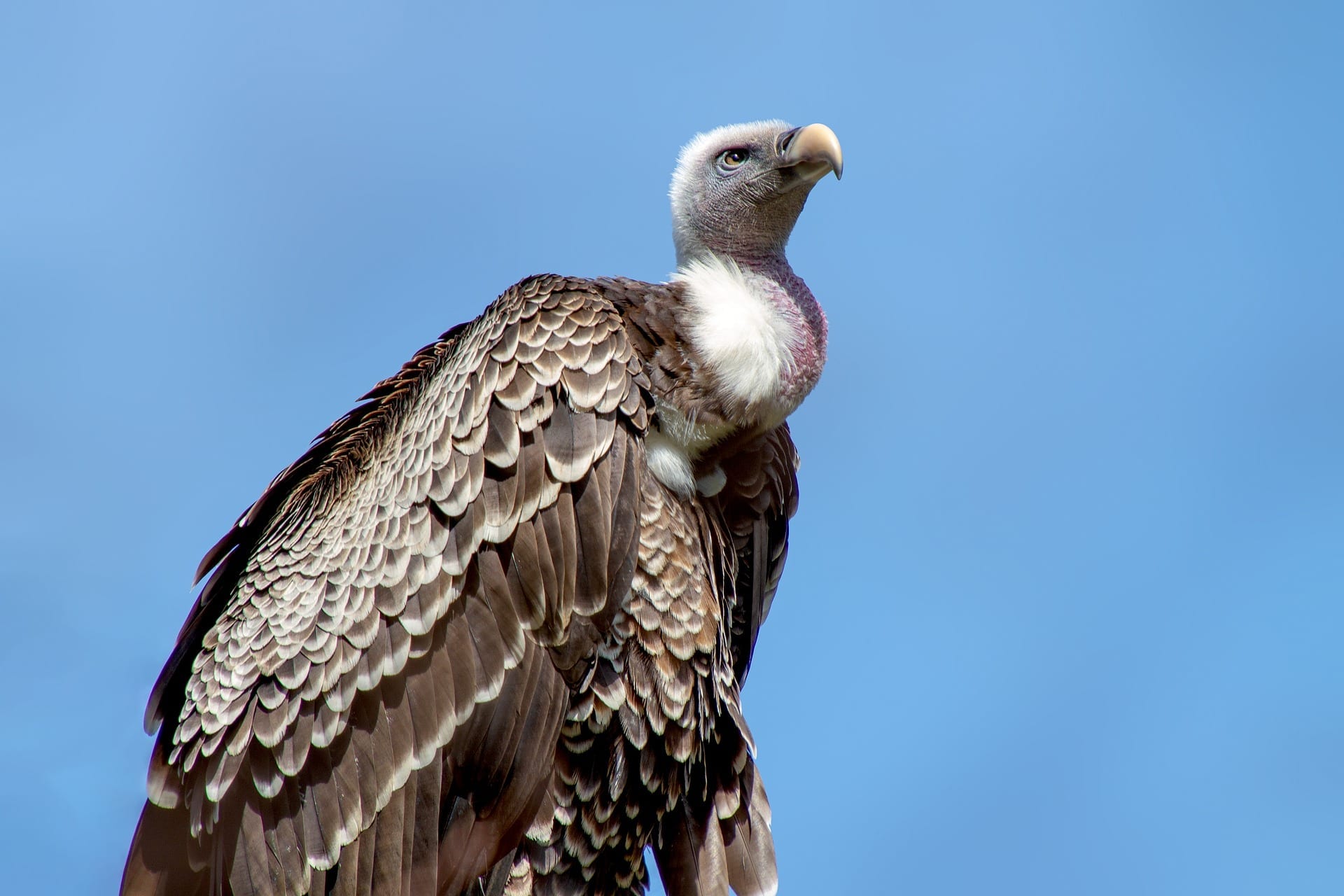 43 Vivid Facts about Vultures - Fact City