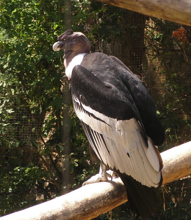 facts about vultures