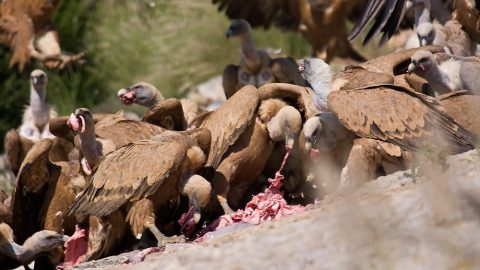facts about vultures