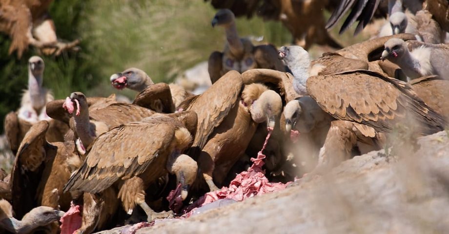 facts about vultures