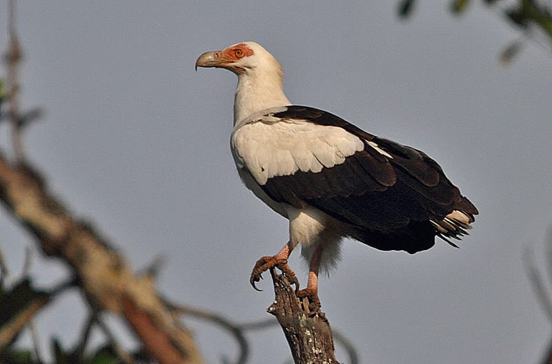 facts about vultures