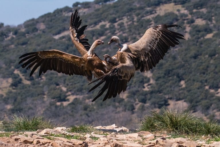 43 Vivid Facts about Vultures Fact City