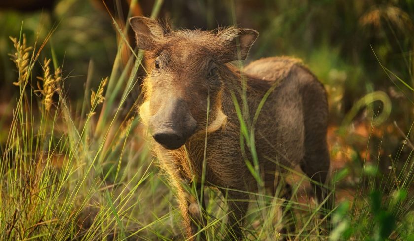 35 Wonderful Facts About Warthogs - Facts