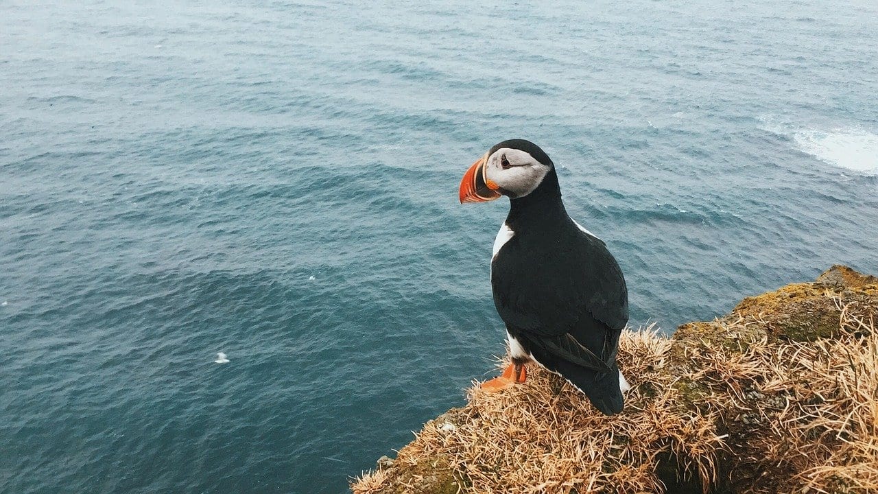 puffin meaning