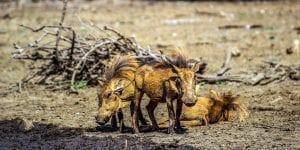 kalahari facts desert dynamic