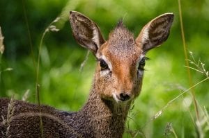 fun antelope facts