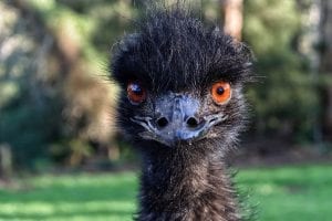 fun facts about Emu