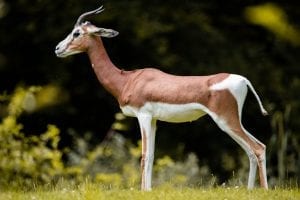fun facts about antelopes