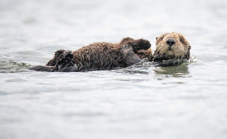 11 Adorable Facts about Otters - Fact City